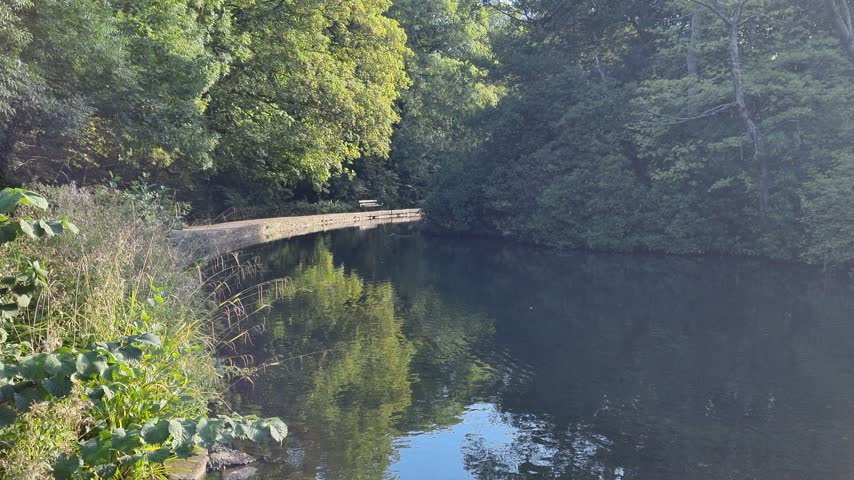 Sunny park lake with an asphalt path, bench and mature trees along the water, with gentle ripples in the breeze
