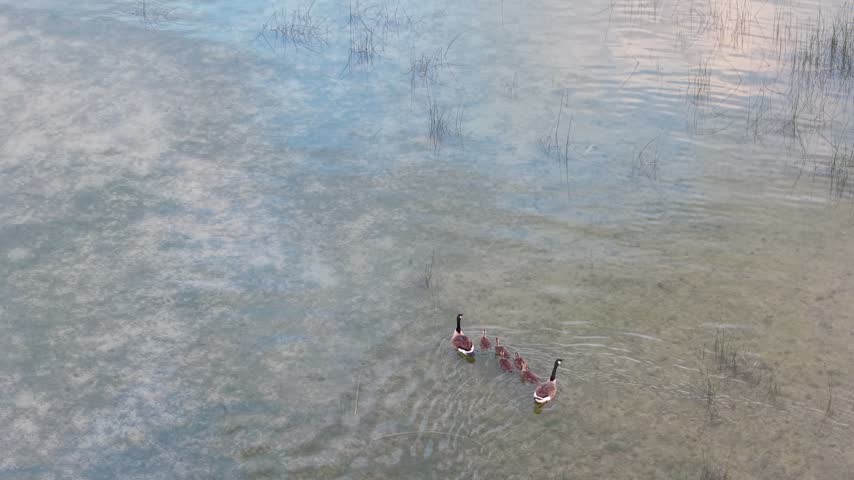 Two adult Canada geese guide several goslings through clear shallow water in the Upper Peninsula of Michigan.