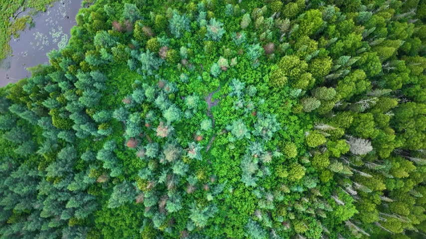 A top down drone view reveals varied green evergreen treetops beside a narrow wetland channel in the Upper Peninsula of Michigan.