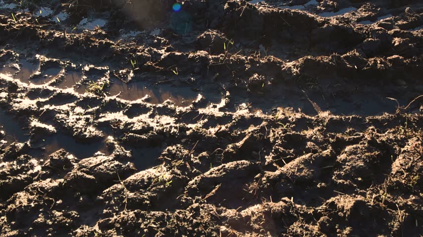 Muddy agricultural field showing deep tractor tire tracks filled with water and first green sprouts after a rainy day, with bright sunlight creating strong contrasts and lens flare
