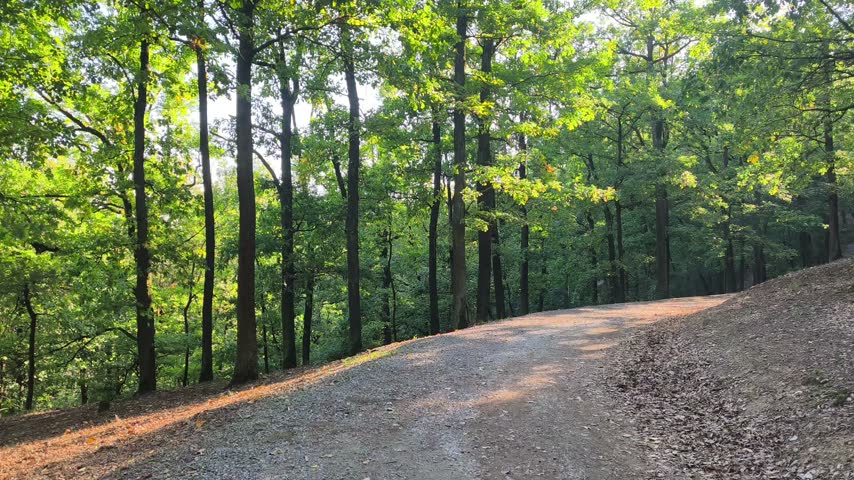 Sunlit dirt path winding through green forest