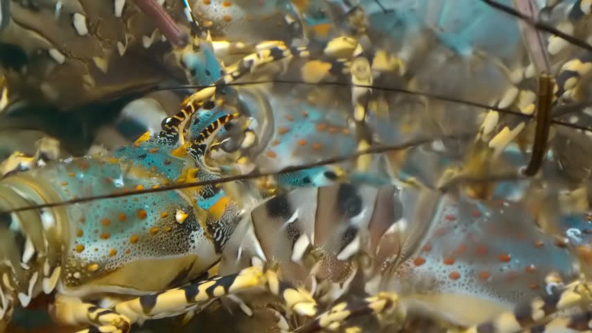 Several Ornate Spiny Lobster (Panulirus ornatus), also known as the Tropical Rock Lobster or Flower Dragon (Hualong), recognizable by their distinctive blue and green shells with white spots placed in a large aquarium tank moving their long mustache antennae. Closeup. Shot in motion