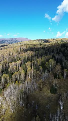 East Kazakhstan, Ridder, 27.09.2026. Aerial drone footage of an autumn forest covering rolling mountain slopes, with mixed birch and conifer trees displaying seasonal yellow and green foliage. Distant mountain ridges, a winding stream, and open rocky terrain are visible among the forest under a clear blue sky with scattered clouds.