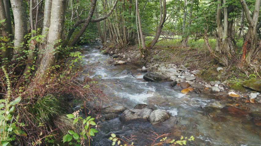 Stream flows gently through lush forest, surrounded by trees and rocks, capturing vibrant nature in a serene setting. Perfect for nature and outdoor enthusiasts.