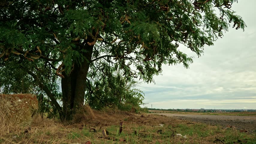Low-angle shot of a honey locust tree with seed pods standing beside an empty country road in a rural landscape under overcast daylight.