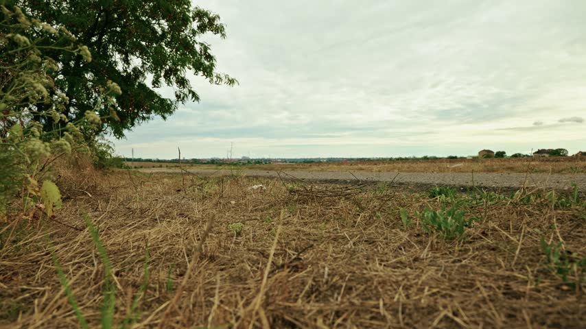 Low-angle shot of a honey locust tree with seed pods standing beside an empty country road in a rural landscape under overcast daylight.