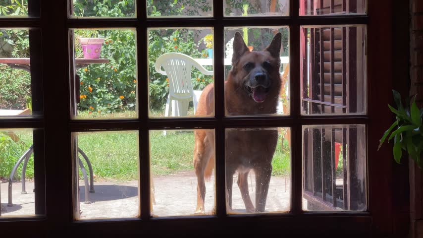 A German Shepherd stands behind a glass door in Buenos Aires Argentina