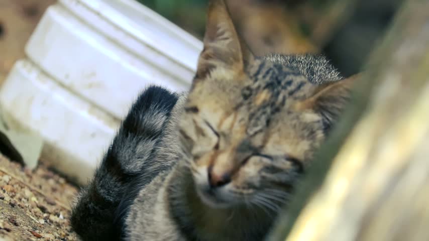 Cute tabby kitten head close-up looking up near white container outdoor pet