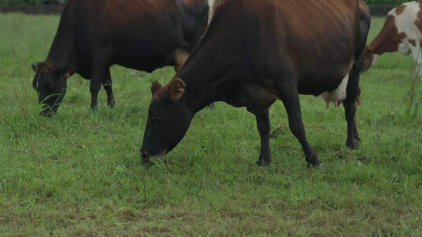 A brown dairy cow with ear tags looks at the camera while another grazes beside it on a pasture on Sao Miguel, Azores.