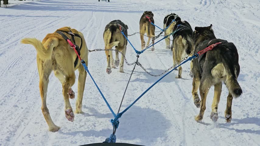 First person dogsled ride through Alaska shows harnessed huskies pulling across a broad snow covered trail, surrounded by remote forest, rolling hills, and bright winter sunlight outside.