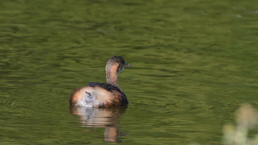 Little Grebe or Dabchick (Tachybaptus ruficollis) swimming at the side of a lake. September, Kent, UK [Slow motion x4]