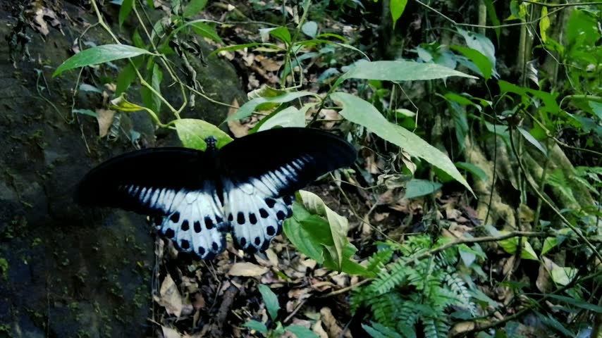 Blue mormon butterfly spreading wings on green foliage in tropical rainforest closeup