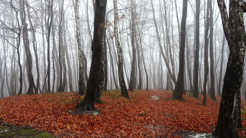 A forest during autumn with fog covering trees and fallen orange leaves on the ground. The atmosphere captures the essence of the season in nature.