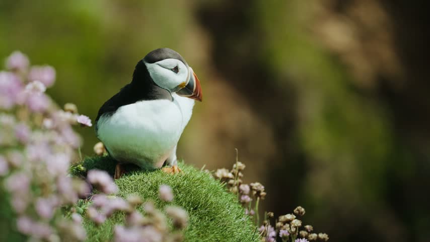 Puffin bird sitting on green mossy ground with purple flowers