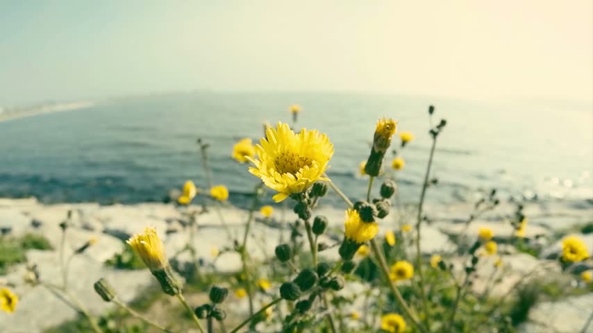 This video captures a close-up view of vibrant yellow wildflowers blooming on a rocky coastline with the shimmering ocean in the background.