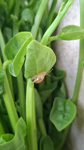 Tiny snail crawling on fresh green malabar spinach leaf.