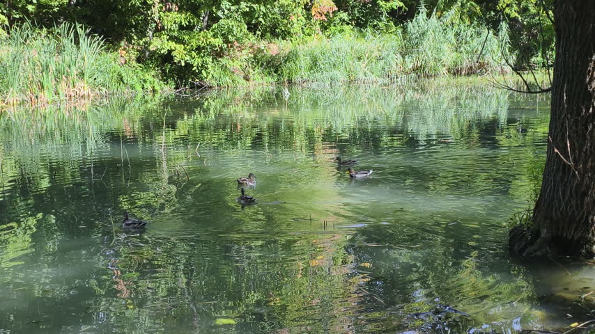 Green park trees reflect in calm pond water surface where wild ducks swim peacefully. Serene nature landscape shows beautiful natural reflections, clean lake environment, and tranquil summer scenery.