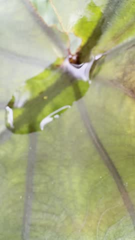 Vertical close-up footage of water droplets collected near the center of a green-yellow leaf, highlighting its veins, soft texture, and natural surface. The camera remains mostly still with subtle handheld movement while parts of the image fall into gentle soft focus. Suitable for skincare and hydration campaigns, spa and wellness branding, botanical beauty, resort content, eco-lifestyle visuals, natural product advertising, and calming nature backgrounds.