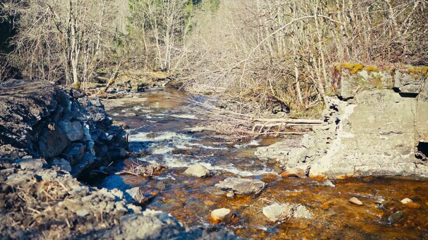 Rocky Stream Flows Through Dry Forest With Leafless Trees. Handheld Shot
