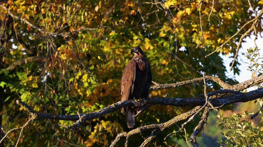 Immature bald eagle perched on a tree branch among early fall foliage in Dunn County, Wisconsin.