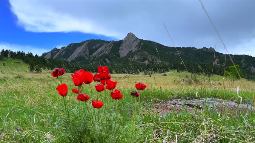Tulips red wildflowers plant spring summer afternoon Chautauqua Park Flatirons Boulder Colorado Front Range Rocky Mountains Foothills nature landscape sunny blue sky breeze tall grass hiking trail