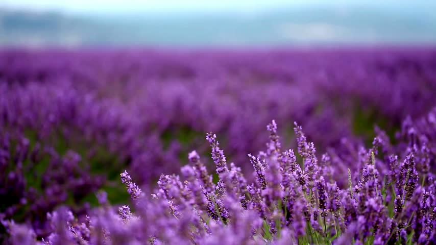 Vast lavender fields filled with blooming purple flowers create a colorful landscape in a rural area. The flora enhances the natural beauty of the surrounding scenery.