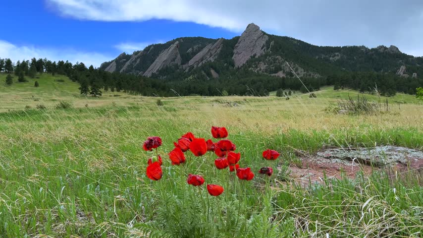 Chautauqua Park The Flatirons Boulder Colorado Front Range Rocky Mountains Foothills Tulips red wildflowers plant spring summer afternoon nature landscape sunny blue sky breeze tall grass hiking trail