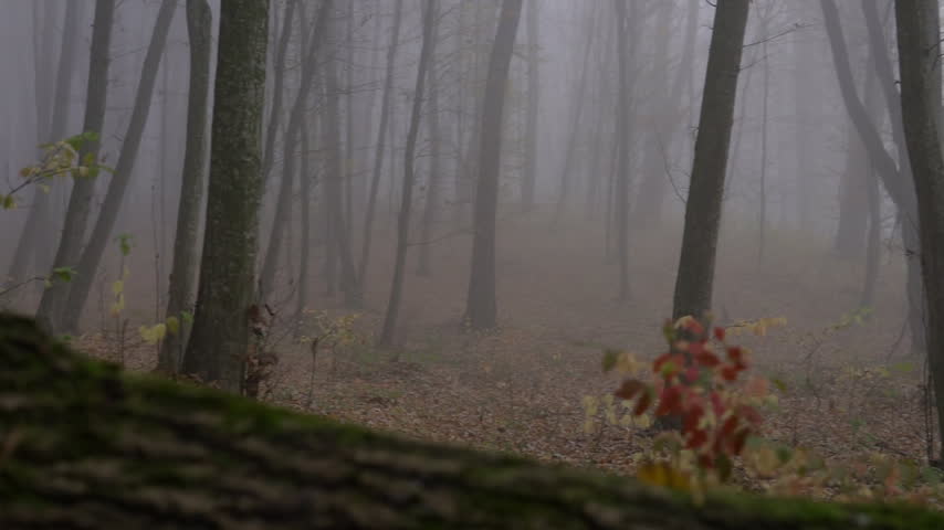 Foggy autumn forest with dense mist and bare trees revealing a park sign at the end of a slow dolly shot