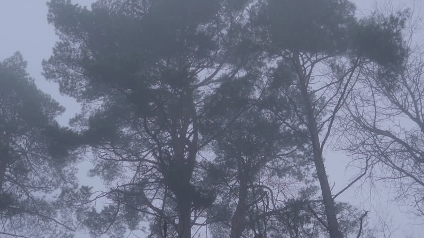 Foggy winter forest with tall pine trees disappearing into the thick morning mist creating a mysterious and spooky atmosphere