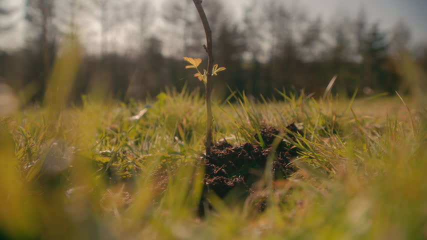A low angle close-up of a newly planted young sapling tree with a soil mound, grass framing the shot.