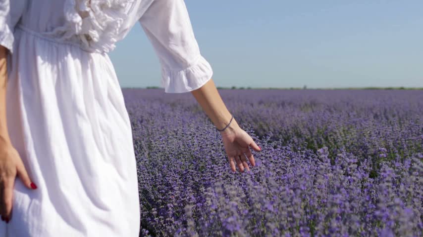 A woman in white strolls through a sunlit lavender field, gently touching the fragrant blossoms in the golden morning light.