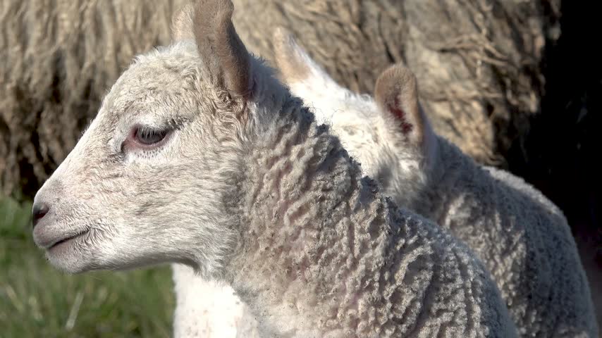 View of a young lamb with curly wool standing in a grassy field in Ballybofey, County Donegal, Ireland.