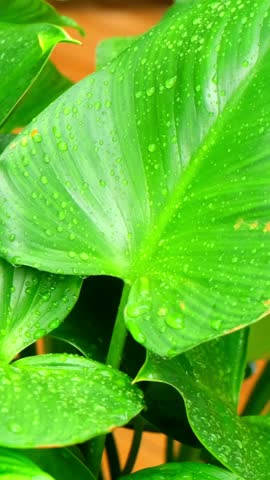 Close up of fresh green tropical leaves covered with clear raindrops after the rain, nature background.