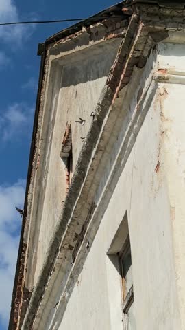 Barn swallow flying near old dilapidated building roof under blue sky