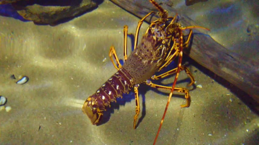 Giant Redtail Catfish Swimming In Freshwater Aquarium