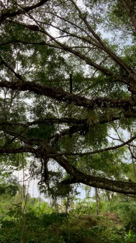 A low angle view of a large tree canopy with dense green foliage and textured branches in a natural forest setting.