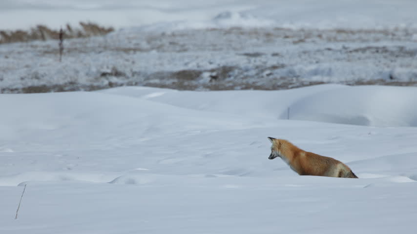 A Red Fox Pounces Head First into a Snow Drift then Jumps Around to try to Catch Prey but is Unsuccessful, Shakes his Head, Looks Around then Trots off