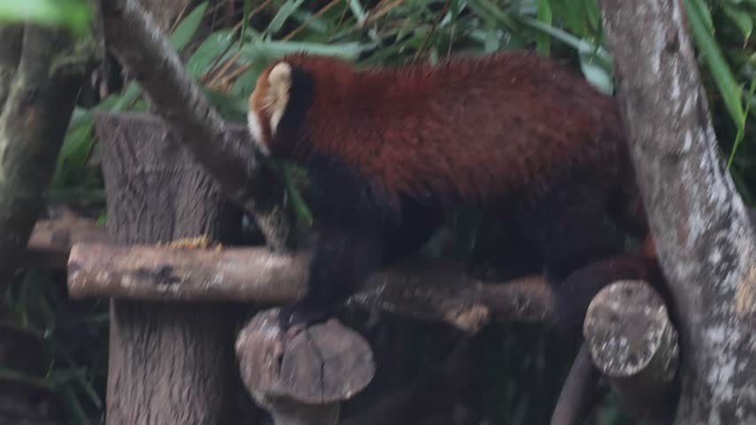 View of a red panda climbing on wooden logs amidst lush bamboo at the Chengdu Research Base of Giant Panda Breeding in Chengdu, Sichuan, China.