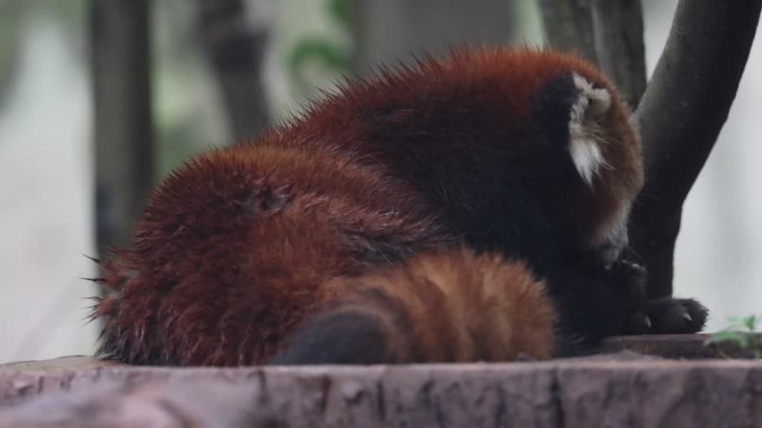 View of a red panda resting on a tree trunk at the Chengdu Research Base of Giant Panda Breeding in Chengdu, Sichuan, China.