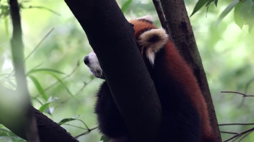 View of a red panda resting on a tree branch at the Chengdu Research Base of Giant Panda Breeding in Chengdu, Sichuan, China.