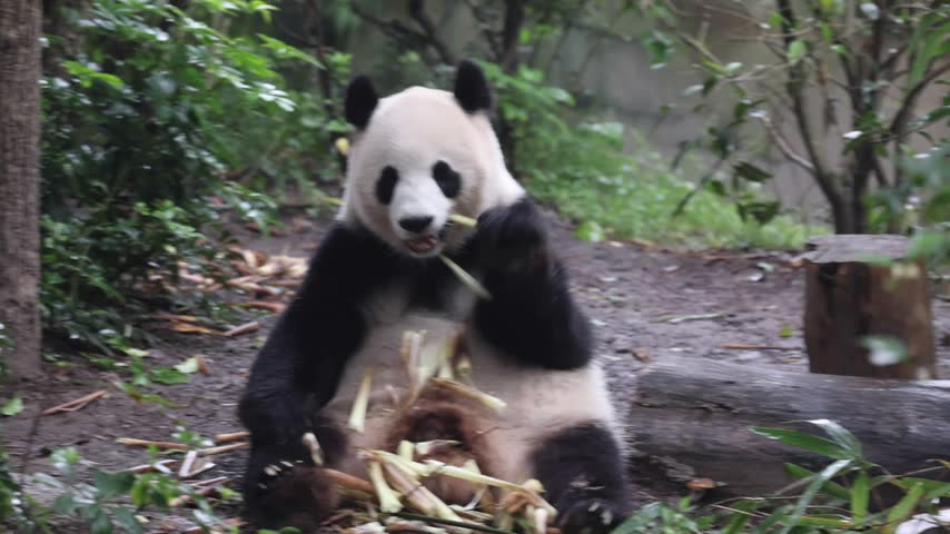 View of a giant panda eating bamboo at the Chengdu Research Base of Giant Panda Breeding in Chengdu, Sichuan, China.
