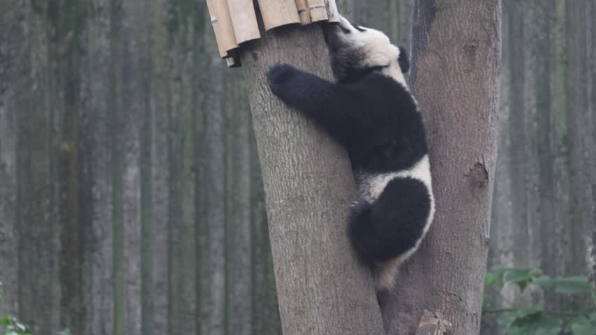 View of a giant panda climbing a tree and interacting with a bamboo feeder at the Chengdu Research Base of Giant Panda Breeding in Chengdu, Sichuan, China.