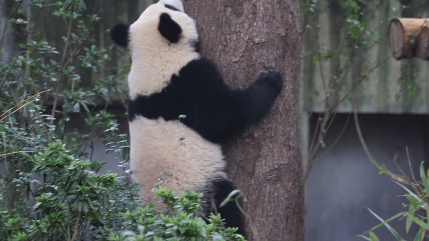View of a giant panda climbing a tree at the Chengdu Research Base of Giant Panda Breeding in Chengdu, Sichuan, China.