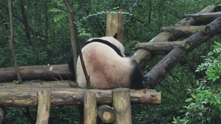 View of a giant panda resting on a wooden platform amidst lush foliage at the Chengdu Research Base of Giant Panda Breeding in Chengdu, Sichuan, China.