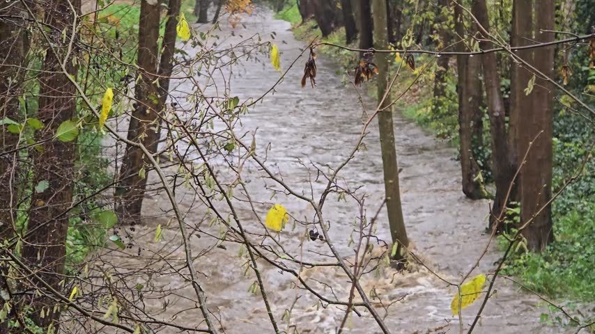 Swollen river with muddy water rushing through a forest during a flood event