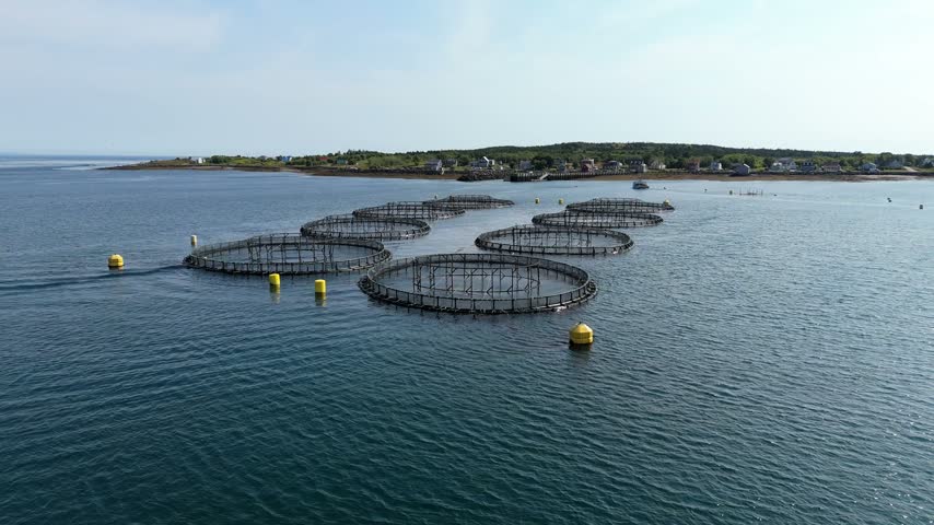 Experience the stunning aerial view of a lobster farm set against the beautiful backdrop of the Atlantic Ocean in Nova Scotia, Canada.