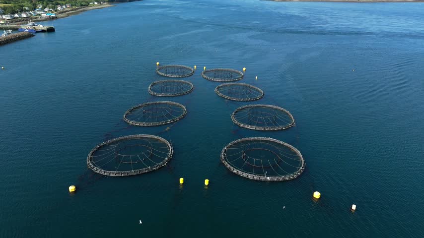 Explore a stunning aerial perspective of a lobster farm gracefully floating in the picturesque Atlantic Ocean bay of Nova Scotia, Canada.