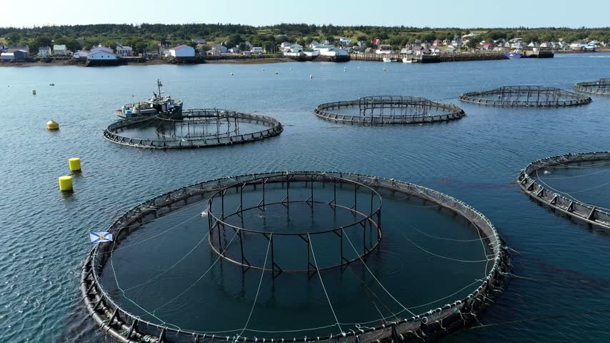 Experience the beauty of a lobster farm in Nova Scotia from above, showcasing its intricate structures and the shimmering waters of the Atlantic Ocean.
