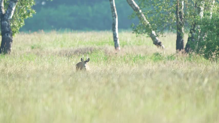 A roe deer buck with prominent antlers looks toward the camera in a meadow covered with green and brown grass.