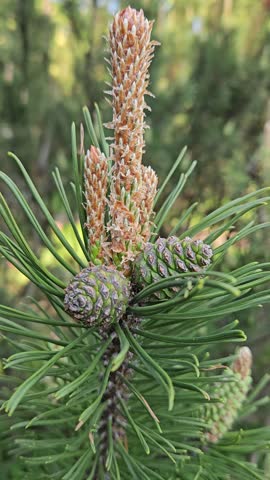 Young pine cones grow on a pine branch. Furthers are green, fuzzy, and upright. Cones vary in size and color. Branches are slender with needle-like leaves. Background is blurred green foliage